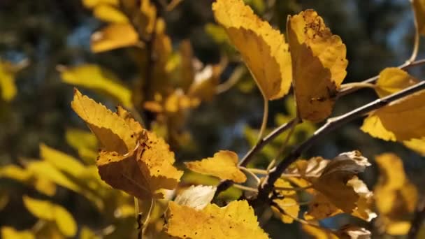 Hojas amarillas en los árboles balancéate en el viento el soleado día de otoño. Otoño de Oro. — Vídeo de stock