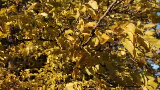 Gula blad på träden gungar i vinden på soliga höstdagen. Guldhösten. — Stockvideo