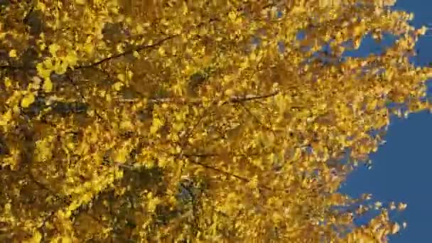 垂直ビデオ:木々の上の黄色の葉が晴れた秋の日に風に揺れる — ストック動画