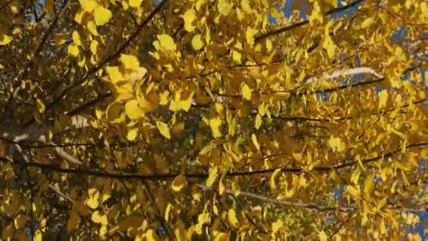Gula blad på träden gungar i vinden på soliga höstdagen. Guldhösten. — Stockvideo