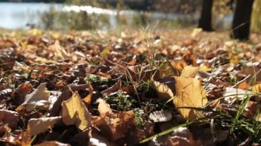 Düşen Sarı Sonbahar Yaprakları Halısı parkta yerde. Düşük görünüm