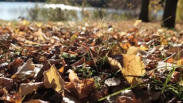 Koberec padlých žlutých podzimních listů na zemi v parku. Nízký pohled — Stock video