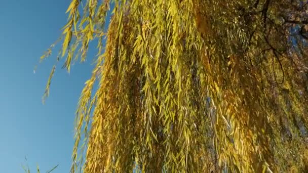Herbstbüschel Weidenblätter an den Bäumen wiegen sich am sonnigen Tag im Wind. — Stockvideo