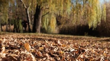 Görüntü Yürüyüşü 'nde Mutlu Aile ve Sonbahar Parkı' nda Eğlenin. Düşük Görünüm. Düş.