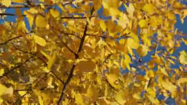 Goldener Herbst. Gelbe Blätter an den Bäumen wiegen sich am sonnigen Herbsttag im Wind — Stockvideo