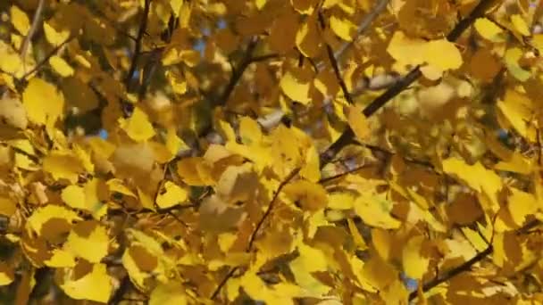 Vertical Video: Yellow Leaves on the Trees Sway in the Wind on Sunny Autumn Day. — Stock Video