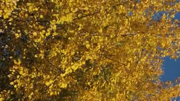 Vídeo vertical: Las hojas amarillas en los árboles se balancean en el viento el soleado día de otoño — Vídeos de Stock