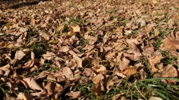 Una alfombra de hojas de otoño amarillas caídas en el suelo en el parque. Vista baja — Vídeos de Stock