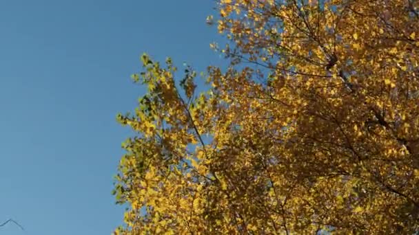 公园树枝上的柳橙秋季叶色.蓝天金秋. — 图库视频影像