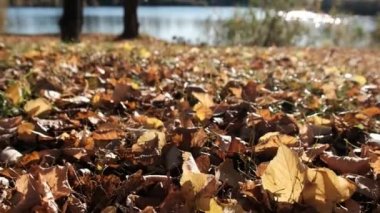 Düşen Sarı Sonbahar Yaprakları Halısı parkta yerde. Düşük görünüm