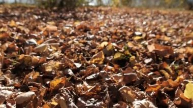 Düşen Sarı Sonbahar Yaprakları Halısı parkta yerde. Düşük görünüm