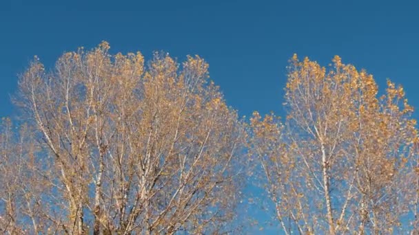 Žluté podzimní barvy listí na větvích v parku. Blue Sky. Zlatý pád. — Stock video
