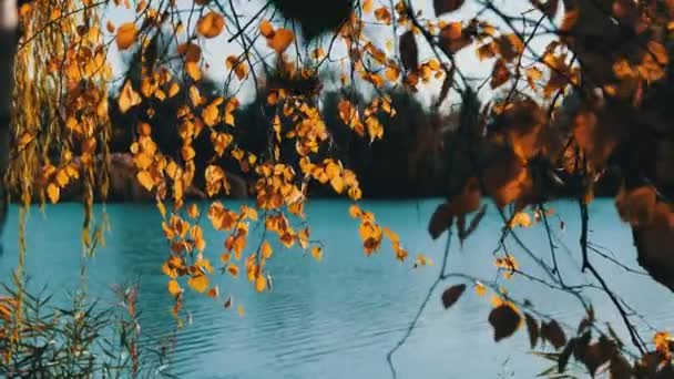 Feuilles jaunes sur les branches d'arbres balancent dans le vent contre la rivière dans le parc d'automne — Video