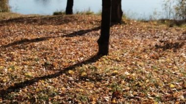 Düşen Sarı Sonbahar Yaprakları Halısı parkta yerde. Düşük görünüm
