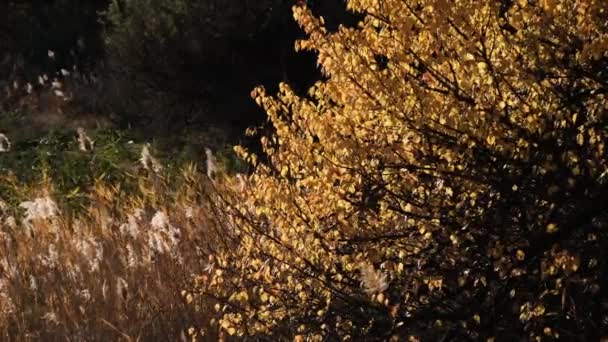 Золотые жёлтые листья на деревьях раскачиваются на ветру в солнечный осенний день. Падение. — стоковое видео