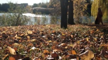 Nehir kenarındaki Autumn Park 'ta yürü. Güzel manzara. Düşen Sarı Yapraklar.