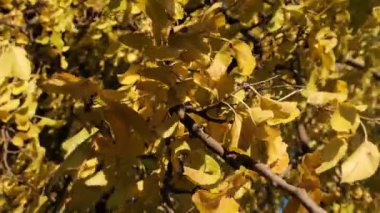 Sarı Yapraklar Ağaçlarda, Güneşli Sonbahar Günü Rüzgarda Salınır. Altın Sonbahar.