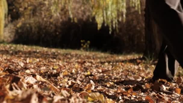 黄色の葉を持つ秋の公園を歩く釣竿を持つ2人の男性漁師 — ストック動画