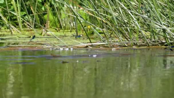 Dragonfly med blå vingar Sitter på en gren på en bakgrund av floden — Stockvideo