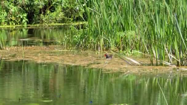 Le Canard gris nage dans les plantes aquatiques de la rivière. Journée ensoleillée d'été. — Video