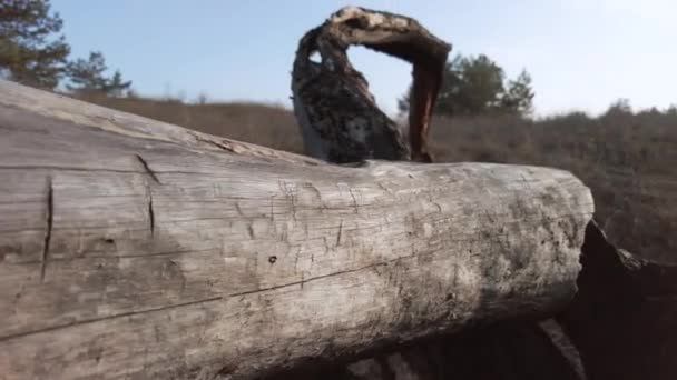 Een dorre Log ligt in de steppe met weinig bomen, Old Cut Dry Tree in het bos. — Stockvideo