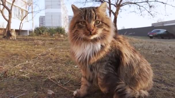 El Gato Karate Divertido Golpea a la Cámara con Su Pata en la Calle, Gato Sin Hogar — Vídeos de Stock