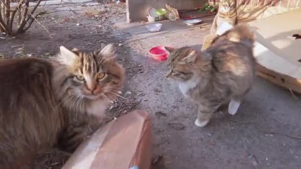 En flock hemlösa grå katter på gatan i vintersolen, hungriga — Stockvideo