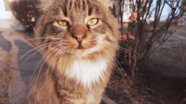 Meraklı Gri Evsiz Kedi Kış Sokağı, Günbatımında Kamerada Komik Görünüyor