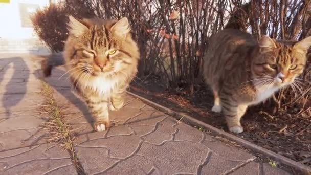 Los gatos hambrientos están buscando comida en la ciudad cerca de casas, familia de gatos callejeros — Vídeo de stock