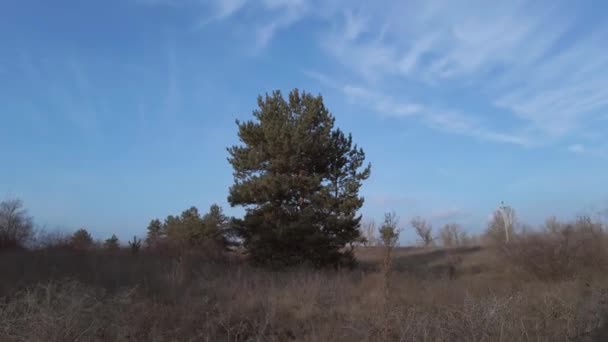 Одинокая сосновая гиперлапс в лесу против голубого неба в солнечную зиму — стоковое видео