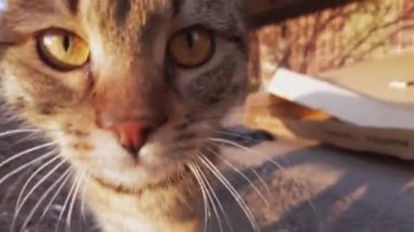 Meraklı Gri Evsiz Kedi Kış Sokağı, Günbatımında Kamerada Komik Görünüyor