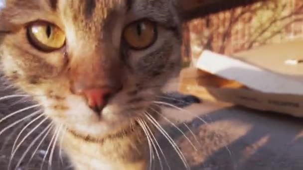 Ciekawy szary bezdomny kot wygląda śmiesznie przed kamerą na Winter Street, zachód słońca — Wideo stockowe