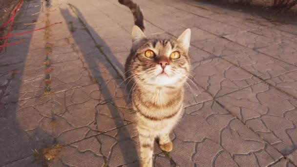 Kíváncsi Szürke Hajléktalan Macska Nézd Vicces A Kamera A Téli Utcában, Naplemente — Stock videók