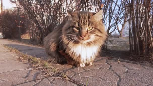 Ciekawy szary bezdomny kot wygląda śmiesznie przed kamerą na Winter Street, zachód słońca — Wideo stockowe