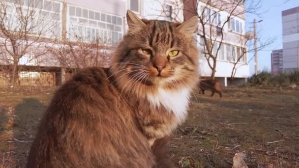 Gatos famintos estão procurando comida na cidade perto de casas, Stray Cats Family — Vídeo de Stock