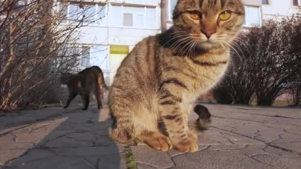 Curioso gato gris sin hogar se ve divertido en la cámara en la calle de invierno, puesta de sol — Vídeos de Stock