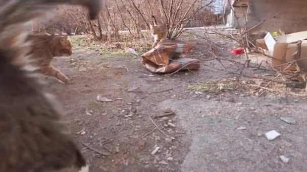 Stado bezdomnych siwych kotów na ulicy w zimowym słońcu, głodnych — Wideo stockowe