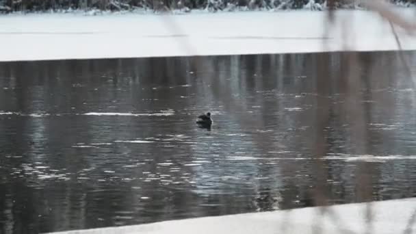 작은 찌르레기는 겨울 호수의 얼음 아래에서 산다. 회색 오리가 강을 따라 흔들리다 — 비디오