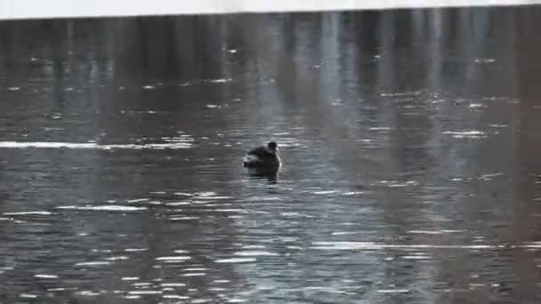 Pequeñas inmersiones de patitos bajo el hielo en el lago de invierno. Pato gris nada en el río — Vídeo de stock