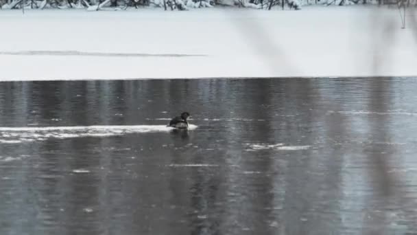 Małe kaczątko nurkuje pod lodem na Winter Lake. Szara Kaczka Pływa na rzece — Wideo stockowe