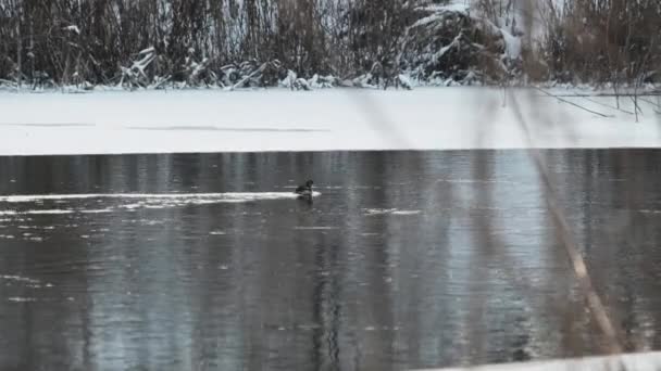 Little Duckling Dives Under the Ice on Winter Lake. Gray Duck Swims on the River — Stock Video