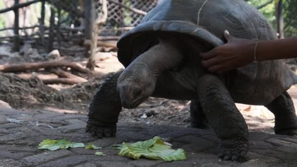 Een Enorme Aldabra Giant Tortoise Wandelen op een Gevangeniseiland in Zanzibar, Afrika. — Stockvideo