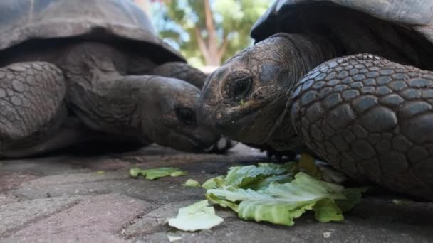 アフリカのザンジバルにある刑務所の島で巨大なアルダブラの巨大亀が食べ物を食べる — ストック動画