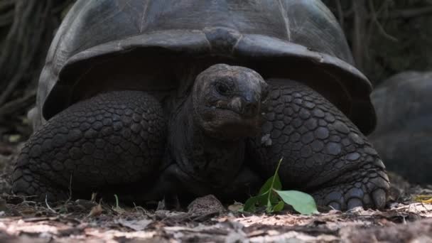 Een Enorme Aldabra Reuzenschildpad eet voedsel op een Gevangeniseiland in Zanzibar, Afrika — Stockvideo