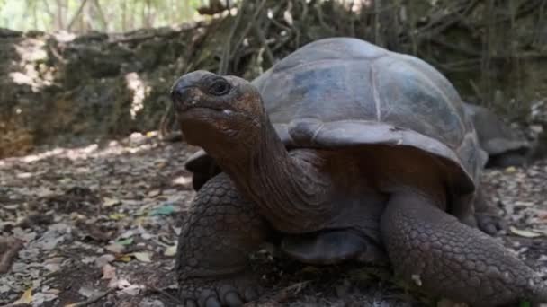 Een Enorme Aldabra Reuzenschildpad eet voedsel op een Gevangeniseiland in Zanzibar, Afrika — Stockvideo