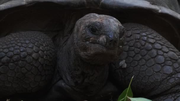 Uma enorme tartaruga gigante de Aldabra come comida em uma ilha prisional em Zanzibar, África — Vídeo de Stock