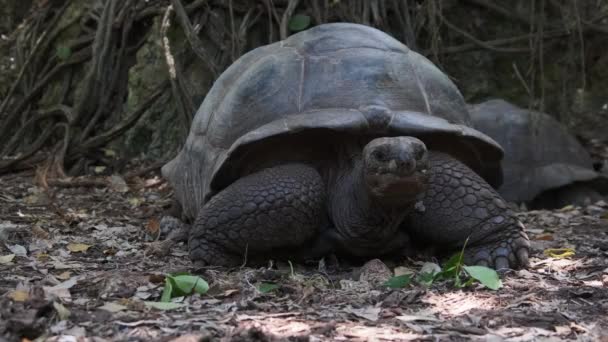 En enorm Aldabra jättestor sköldpadda Promenader på en fängelseö i Zanzibar, Afrika. — Stockvideo