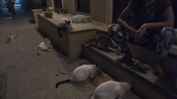 Una vecchia si prende cura dei gatti randagi per le strade di Stone Town, Africa, notte — Video Stock