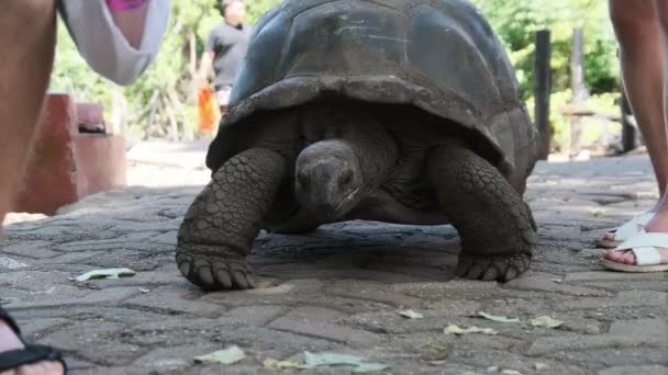 Een Enorme Aldabra Giant Tortoise Wandelen op een Gevangeniseiland in Zanzibar, Afrika. — Stockvideo