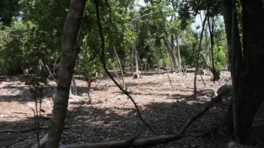 Zanzibar, Afrika, Tanzanya 'da Orman Habitatı Dev Aldabra Kaplumbağası
